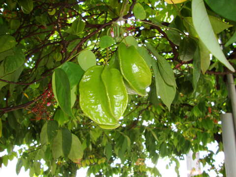 Image of carambola