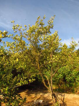 Image of Avicennia schaueriana Stapf & Leechman ex Mold.