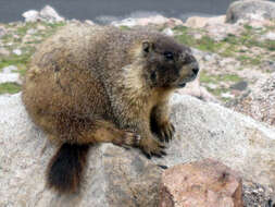 Image of Marmota subgen. Petromarmota Steppan et al. 1999