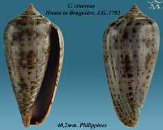 Image de Conus cinereus Hwass ex Bruguière 1792