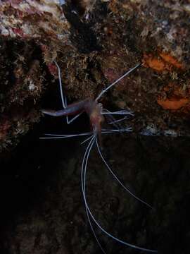 Image of flameback coral shrimp