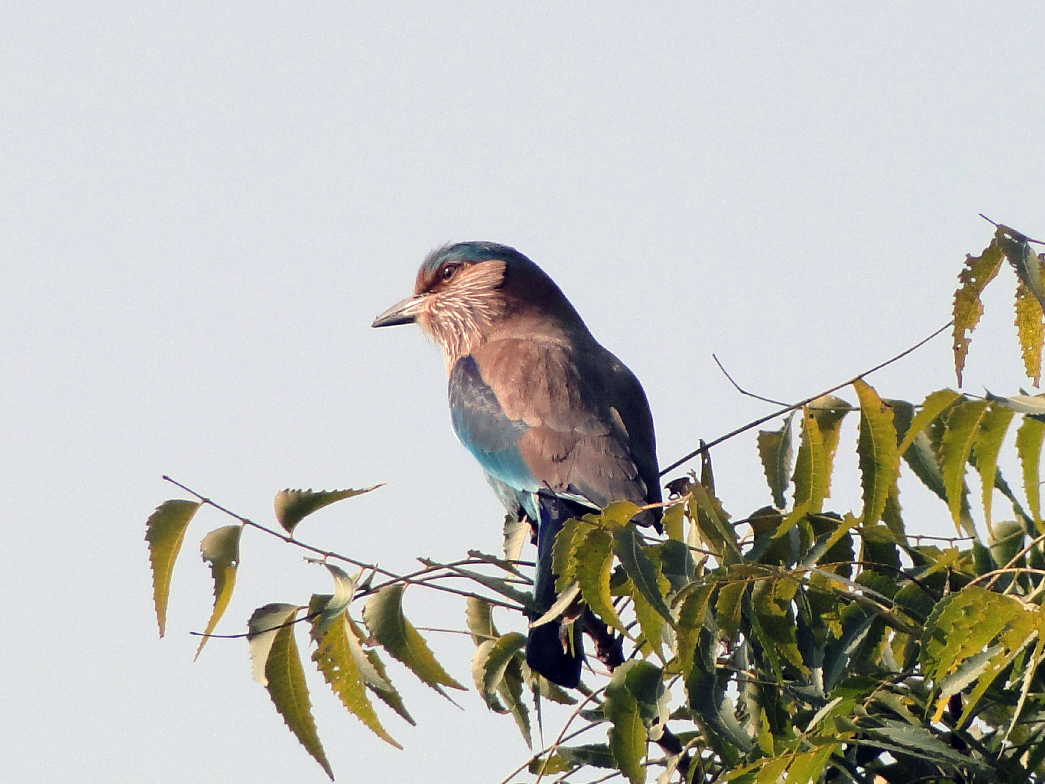 Imagem de Coracias benghalensis (Linnaeus 1758)