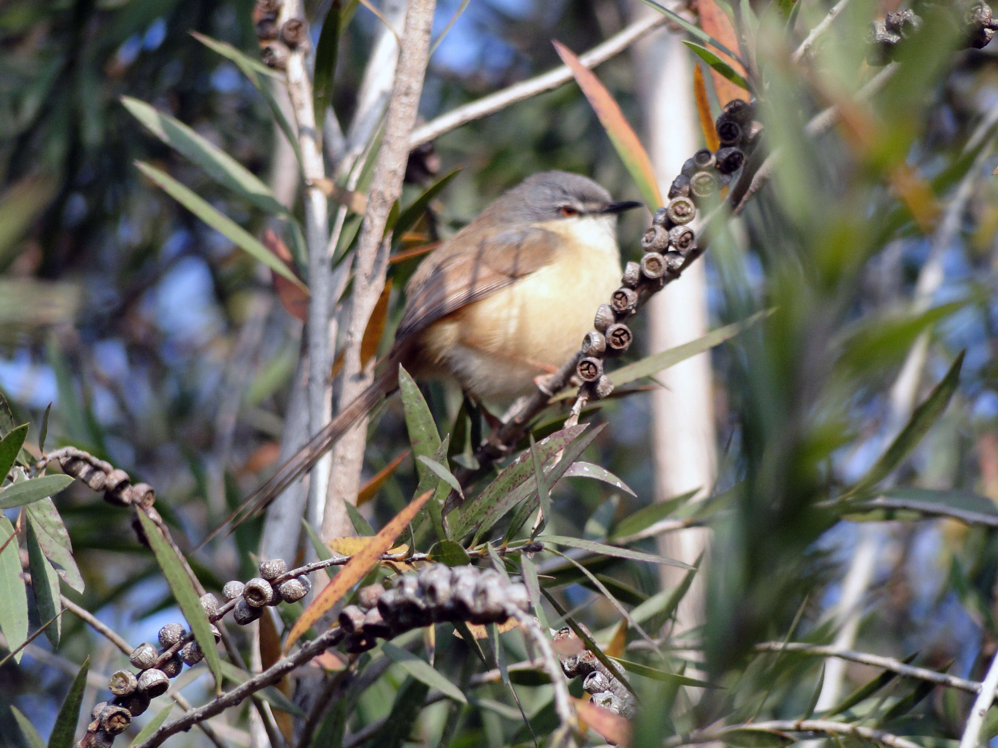 Image of Ashy Prinia