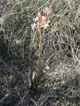 Image of Tritoniopsis elongata (L. Bolus) G. J. Lewis