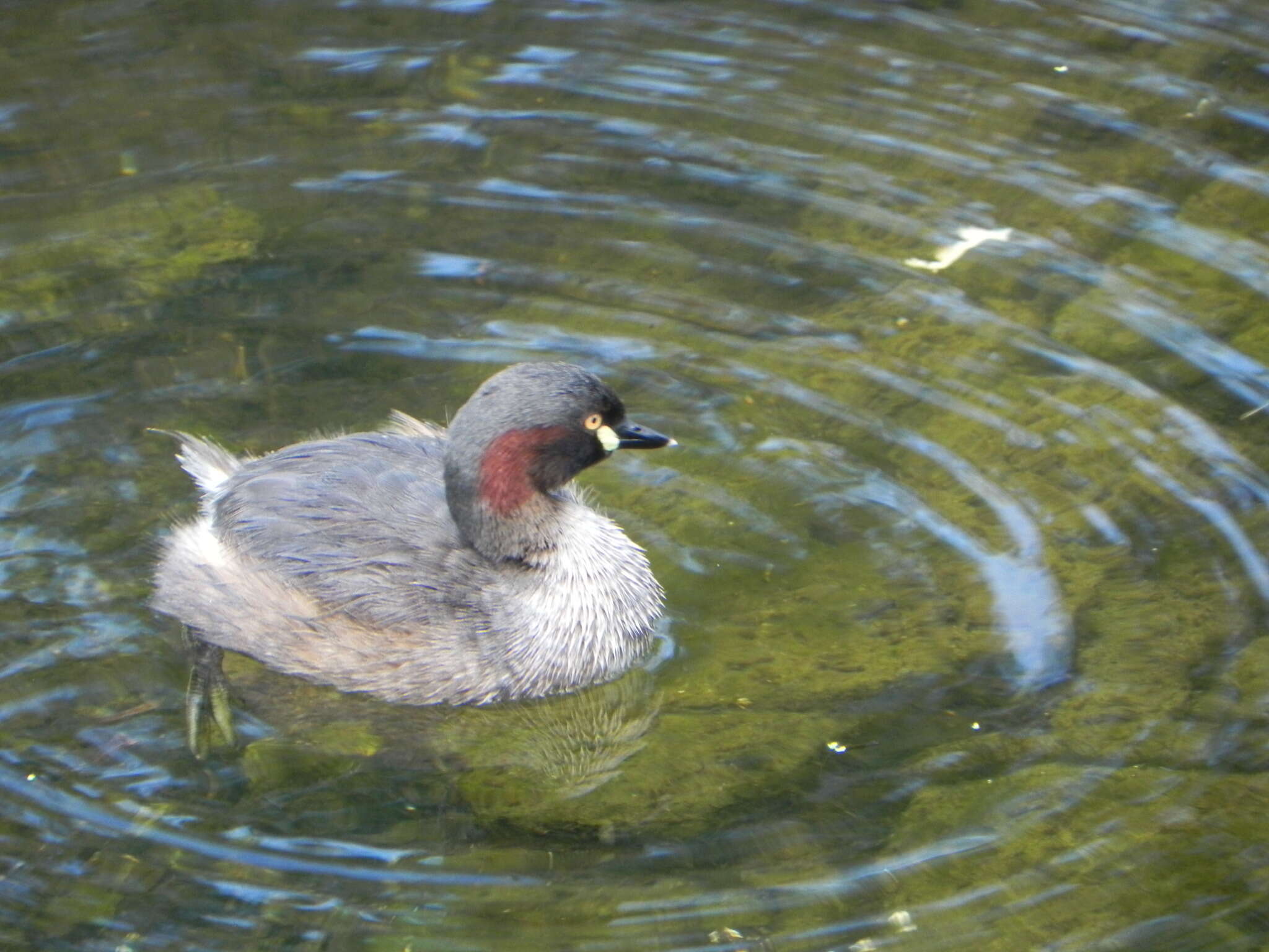 Image of Australasian Grebe