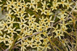 Image of Stackhousia pulvinaris F. Müll.