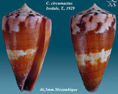 Image of Conus circumactus Iredale 1929