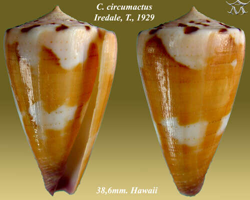 Image of Conus circumactus Iredale 1929