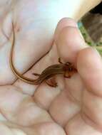 Image of Southern Two-lined Salamander