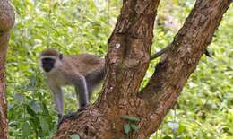 Image of Vervet Monkey