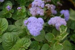 Imagem de Ageratum houstonianum Mill.