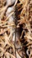 Image of Platanthera pallida P. M. Br.