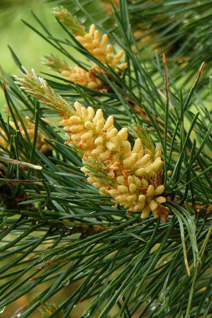 Image of Scotch Pine