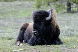 Image of American Bison