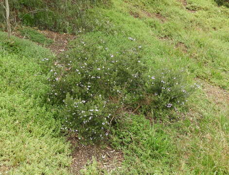 Image of Westringia glabra R. Br.