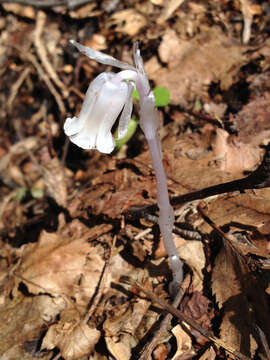 Image of Indian Pipe