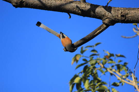 Image of Rufous Treepie