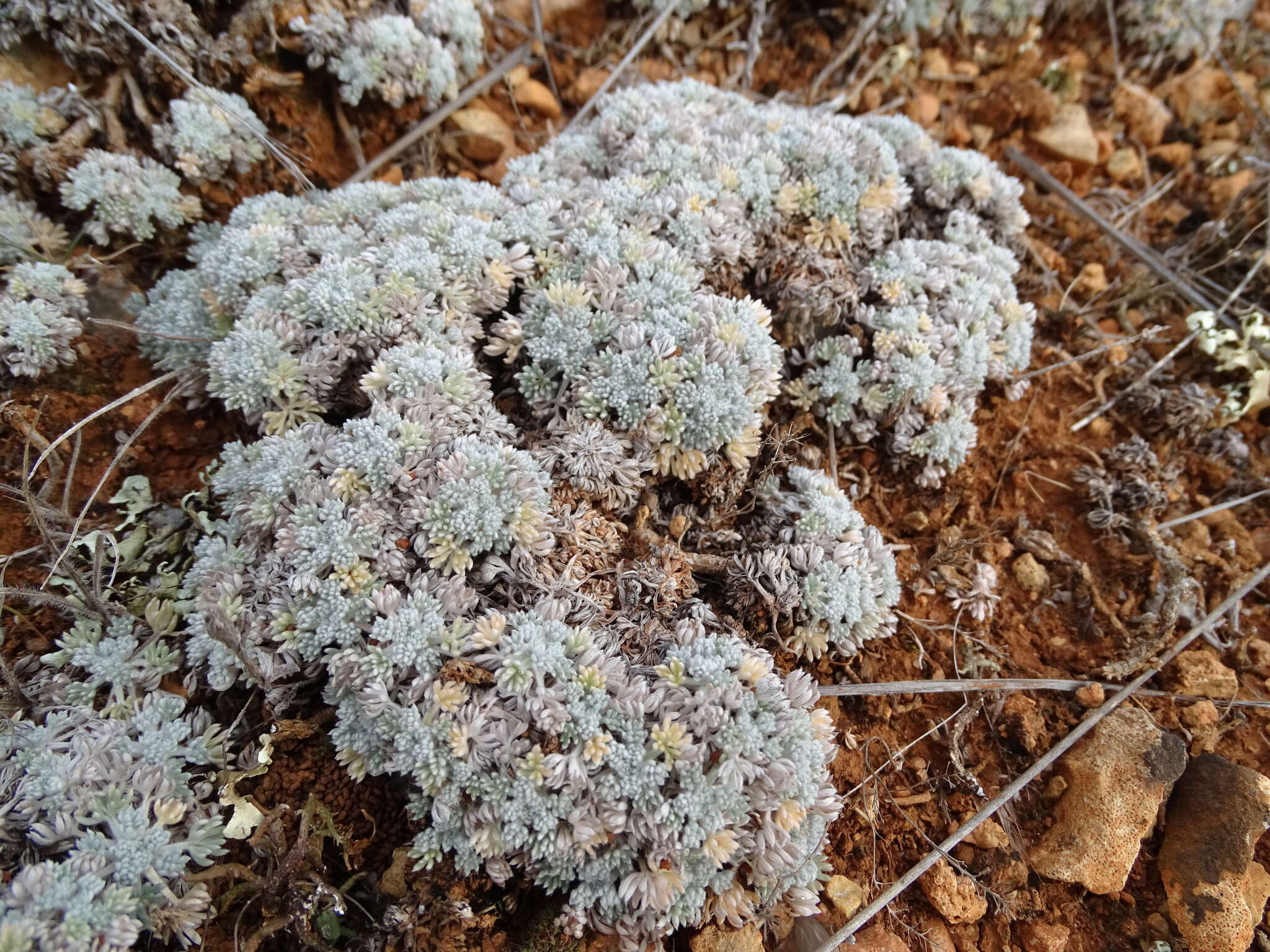 Image of Artemisia pedemontana subsp. assoana (Willk.) Rivas Mart.