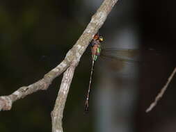 Image of Green-striped Darner