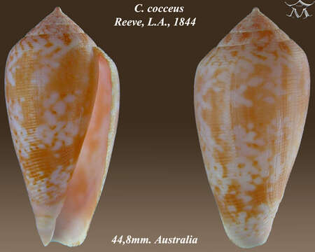 Image of Conus cocceus Reeve 1844