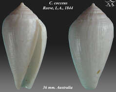 Image of Conus cocceus Reeve 1844