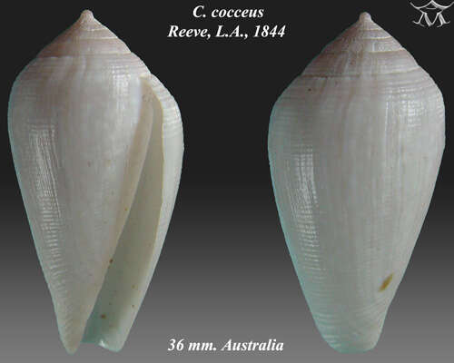 Image of Conus cocceus Reeve 1844