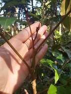 Image of Northern silky oak