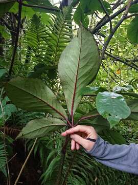 Image of shrub panax