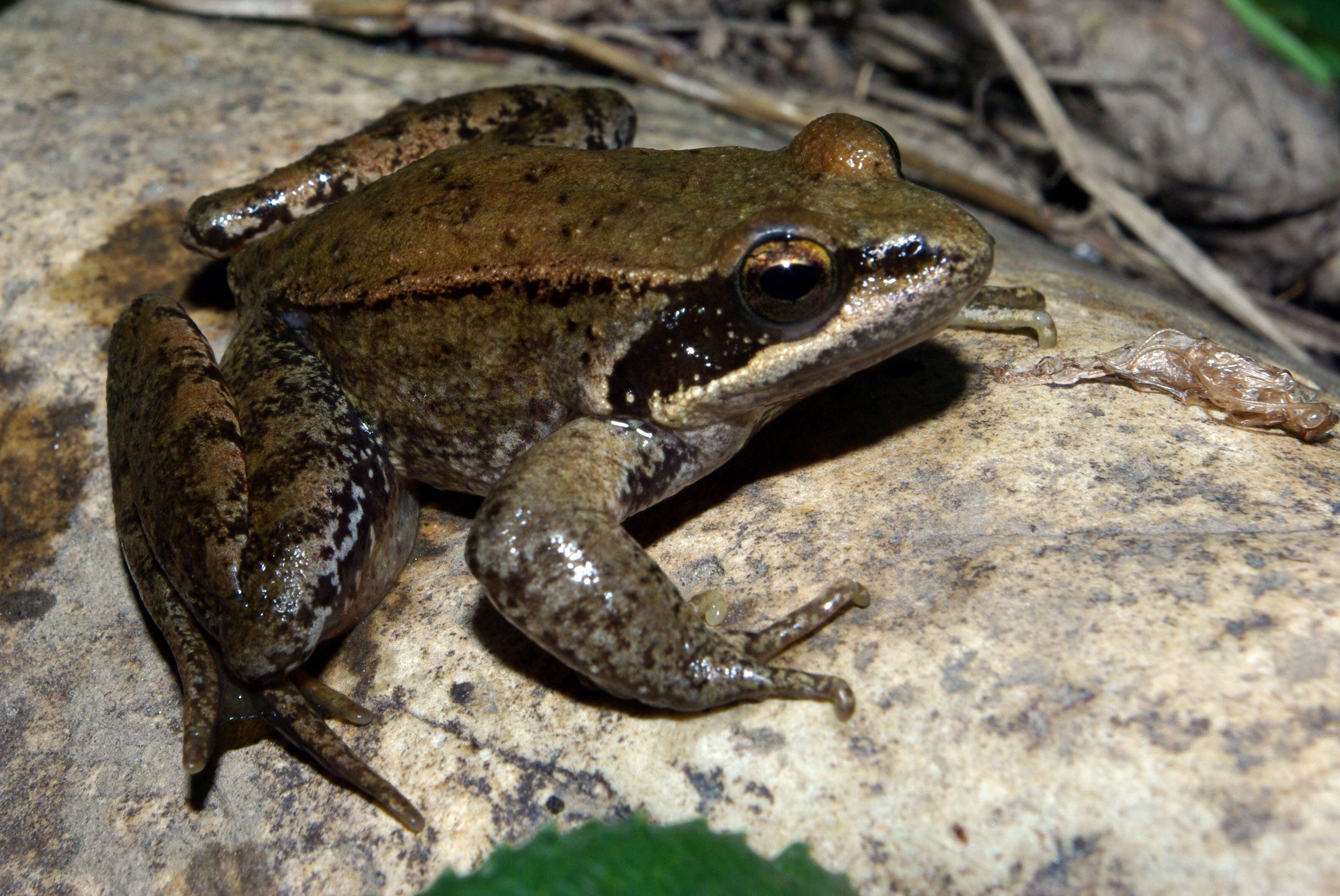 Image of Iberian Frog