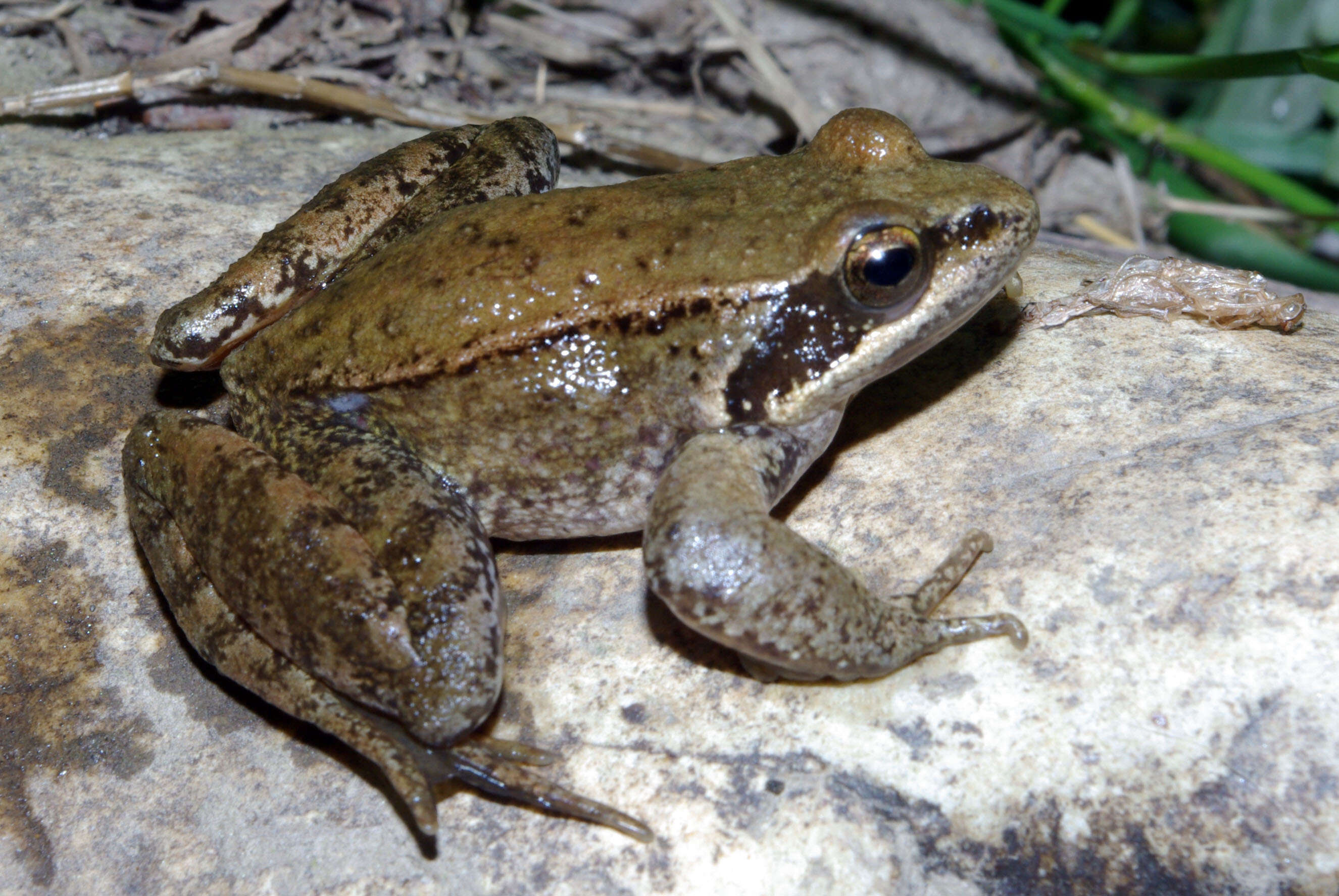 Image of Iberian Frog