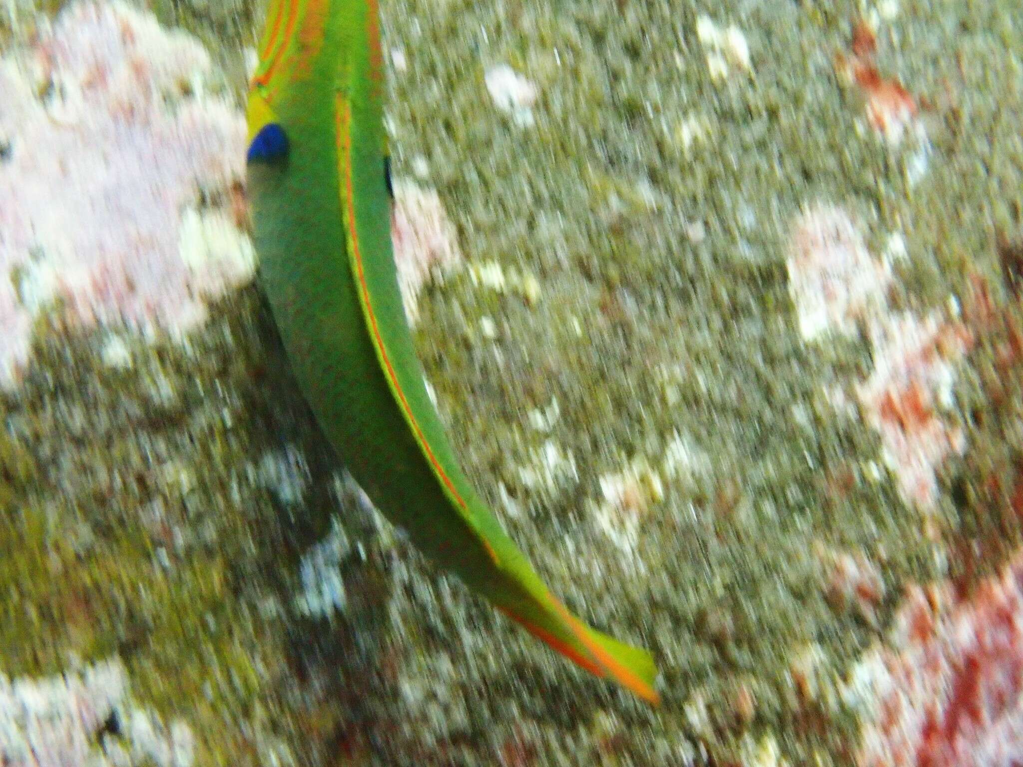 Thalassoma lutescens (Lay & Bennett 1839) resmi