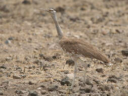 Image of Arabian Bustard