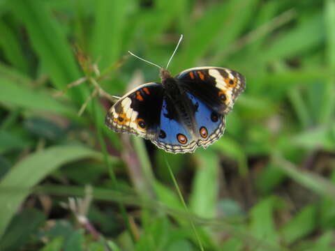 Image de Junonia orithya Linnaeus 1764