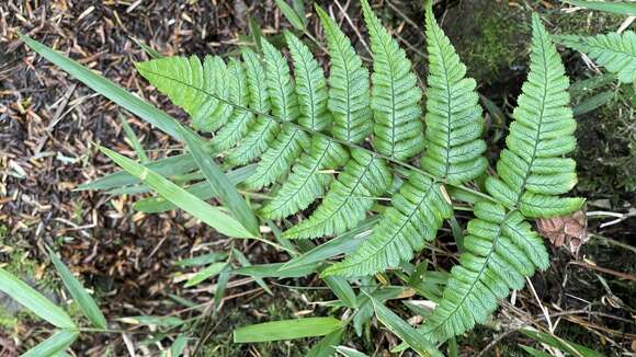 Image of Dryopteris fructuosa (Christ) C. Chr.