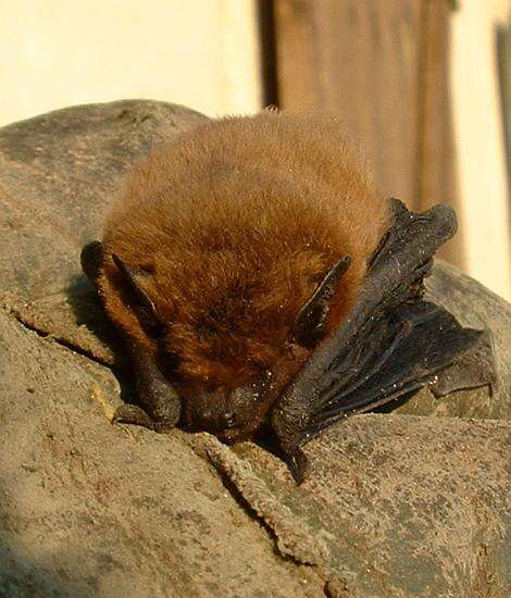 Image of pipistrelle, common pipistrelle