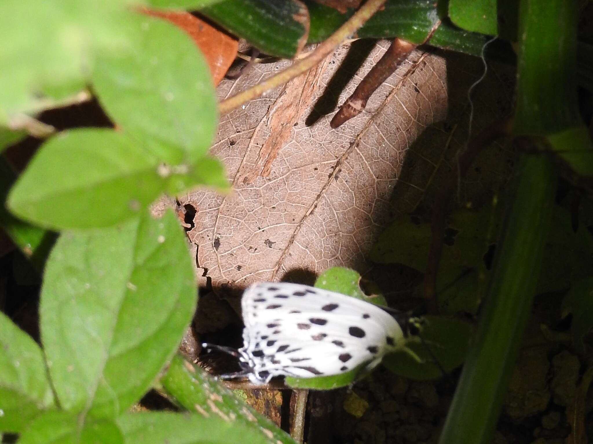 Image of <i>Tajuria maculatus</i>