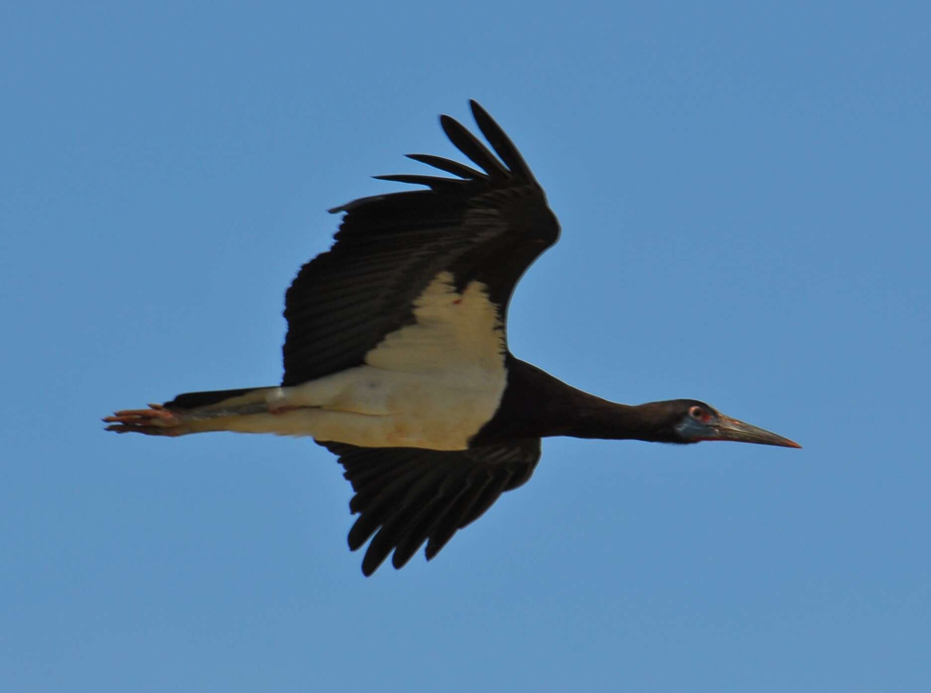 Image of Abdim's Stork