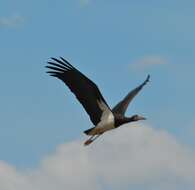 Image of Abdim's Stork