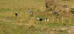 Image of African Woolly-necked Stork