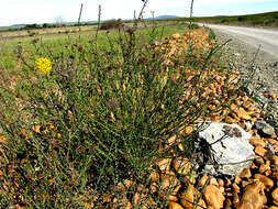 Image of Athanasia juncea (DC.) D. Dietr.