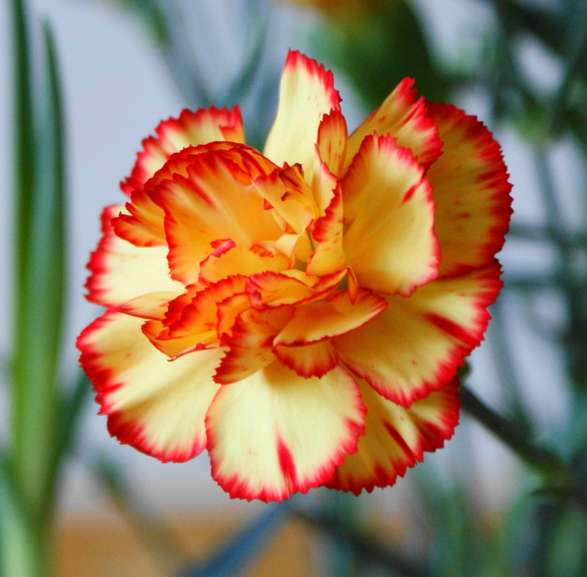 Image of carnation