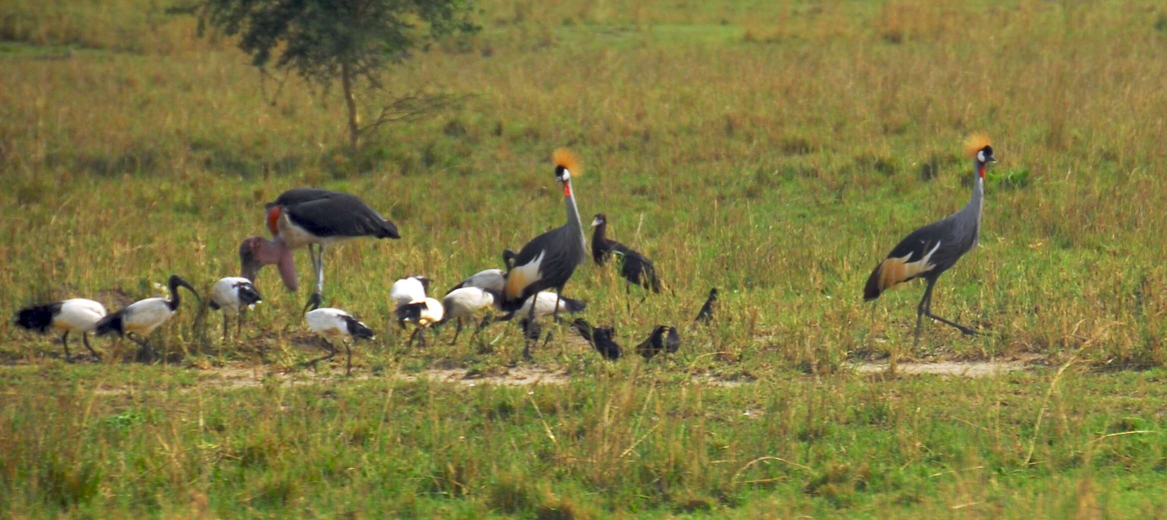 Image of Abdim's Stork