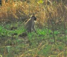 Image of Vervet Monkey