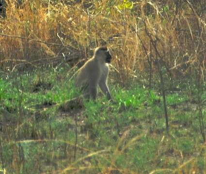 Image of Vervet Monkey