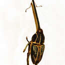 Image of Mecopus serrirostris Pascoe 1871