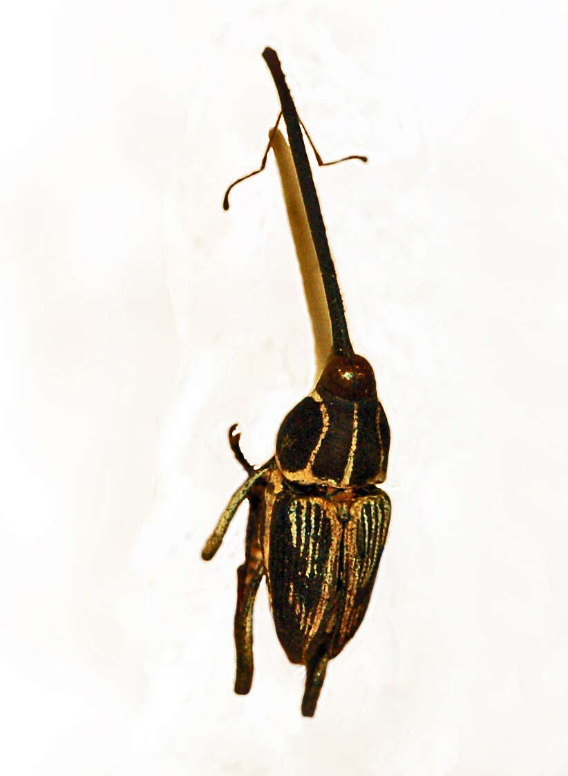 Plancia ëd Mecopus serrirostris Pascoe 1871