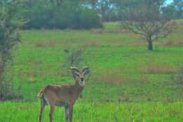 Image of Uganda Kob