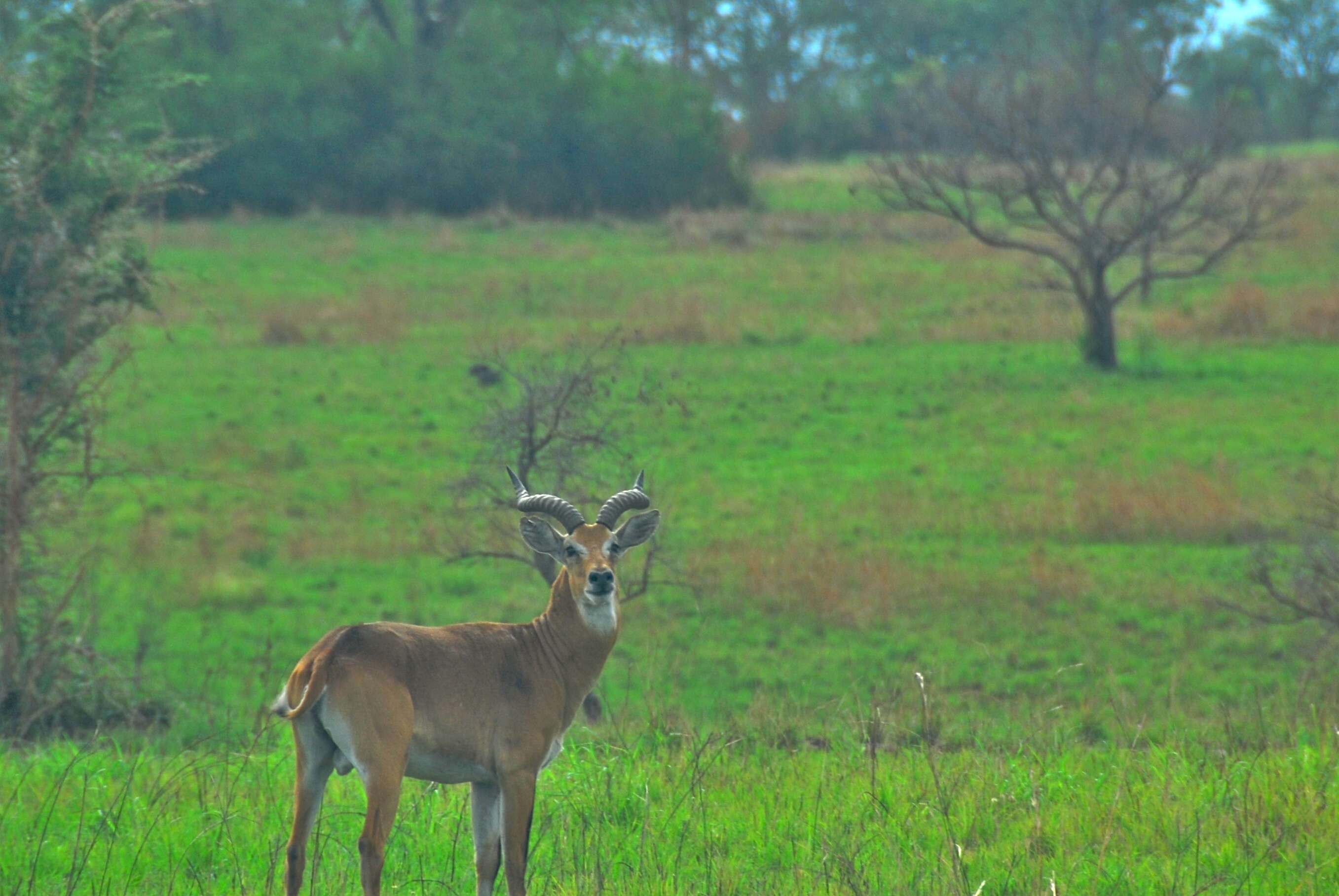 Image of Uganda Kob