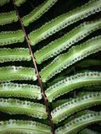 Image of giant swordfern