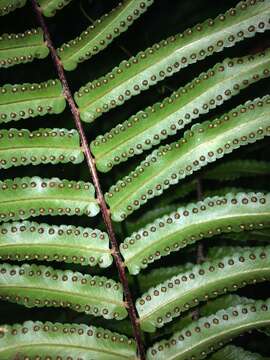 Image of giant swordfern